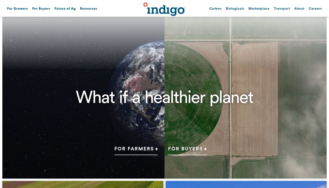 Indigo